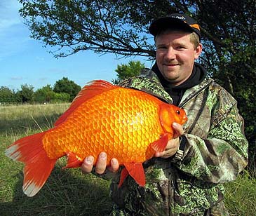 1337_Goldfish_Carassius auratus.jpg